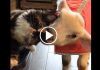 Rescue Cat Helps Sick Lamb Get Better