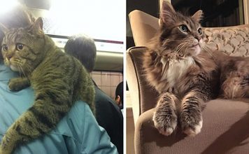 20+ Cats That Are So Big It's Like Having A Tiger