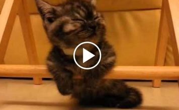 Sleepy Kitten is Fighting a Losing Battle