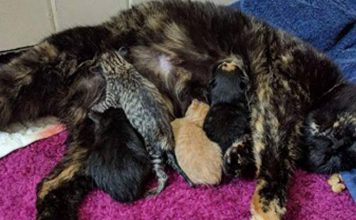 Bobtail Calico Cat Has A Very Special Litter Of Kittens