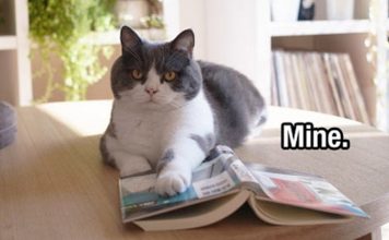 10 Purrfect Cat Proverbs From Different Cultures Proving That Everybody Loves Cats