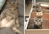 Fat Dad Cat Kept Eating More Than His Share, So His Owners Came Up With A Genius Solution