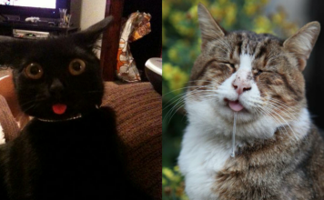 10+ Cats Who Simply Forgot How To Cat