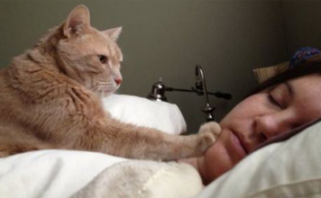 10+ Deep Philosophical Thoughts By Cats