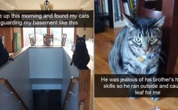How Snapchat is The Perfect Tool To Capture A Cat's Silliness