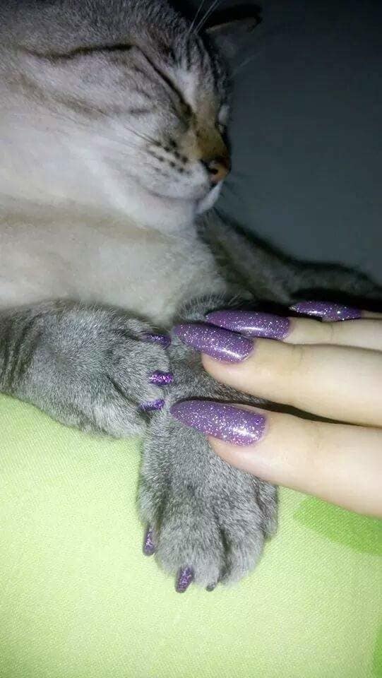 cat-mani-trend-03