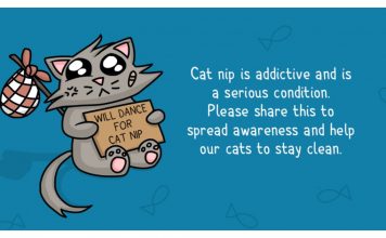 The 8 Stages of Cats on Catnip….May The Force Be With You