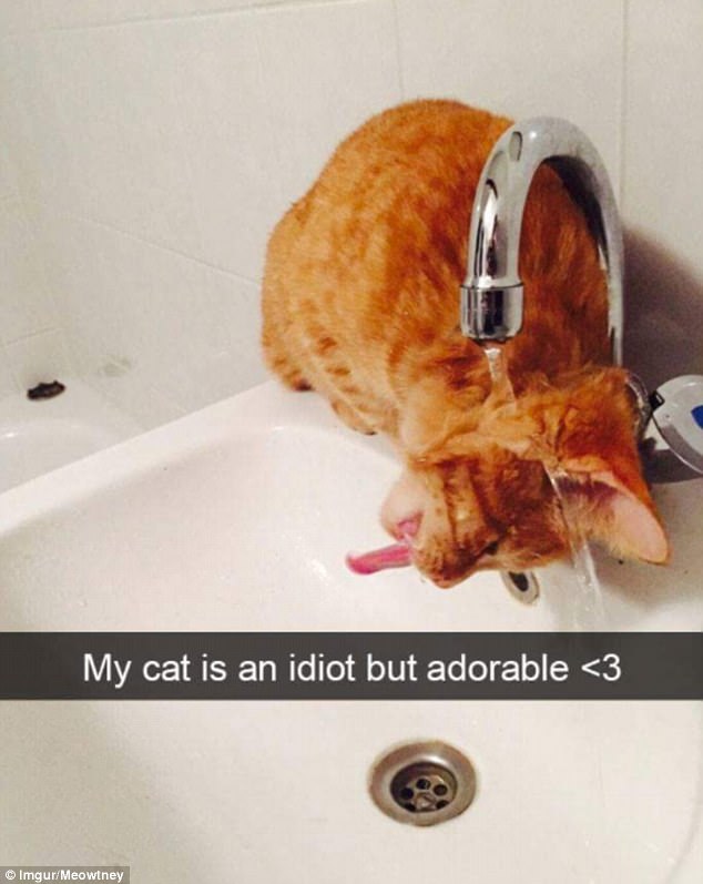 unexplainable-cats-16