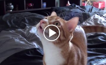 If Cats Said “Mom” Instead of “Meow”