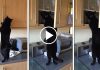 Husband Is Floored By Lengths Cat Will Go To Steal Treats, So He Records To Show His Wife