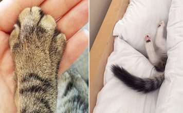 23 Important Firsts Every Cat Owner Has Experienced