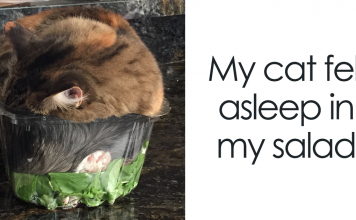 15+ Times Cats Declared: “If It Fits, I Sits” And Proved Themselves Right