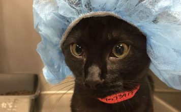 Cat Parents Receive Hilarious Picture of Their Kitty Before Surgery