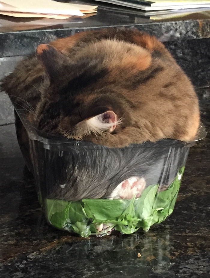 If-It-Fits-I-Sits-13