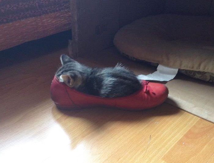 If-It-Fits-I-Sits-14