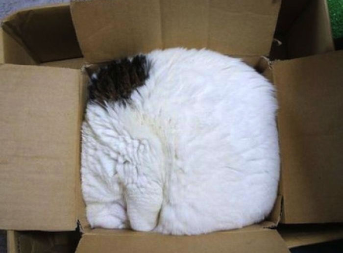 If-It-Fits-I-Sits-8