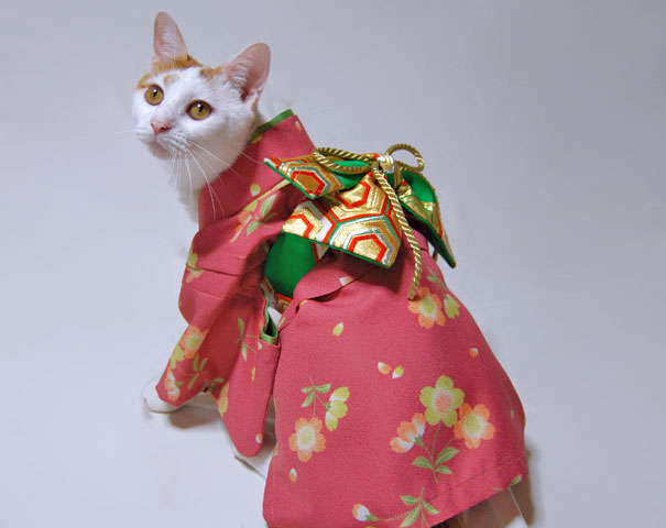 cat-kimonos-japan-13