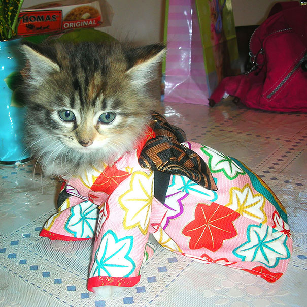 cat-kimonos-japan-14