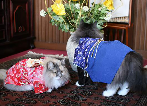 cat-kimonos-japan-19