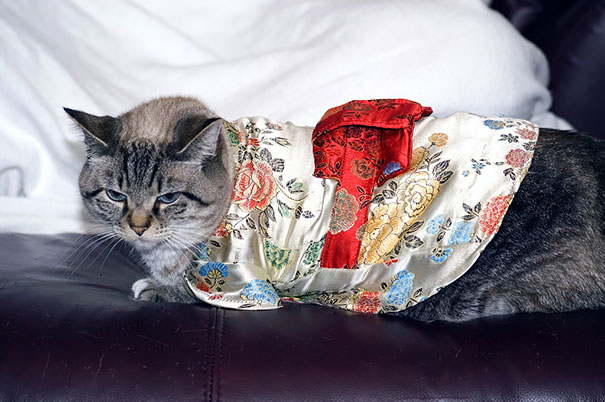 cat-kimonos-japan-20