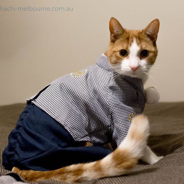 cat-kimonos-japan-21