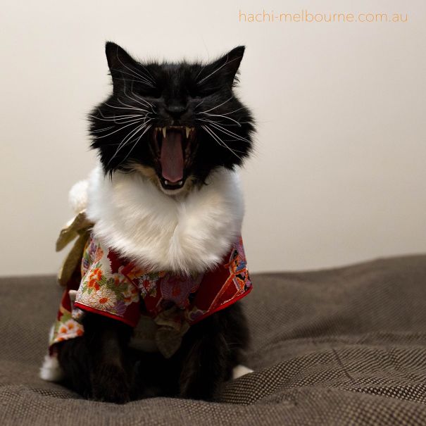 cat-kimonos-japan-22