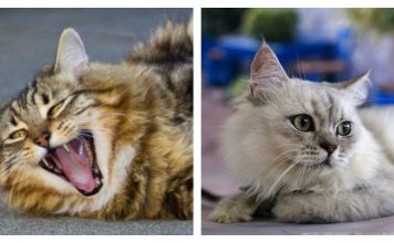 24 Hysterical Pun Names Perfect For Your New Cat