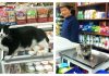 20 Cats Living And Loving Their Convenience Store Shenanigans
