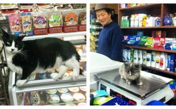 20 Cats Living And Loving Their Convenience Store Shenanigans