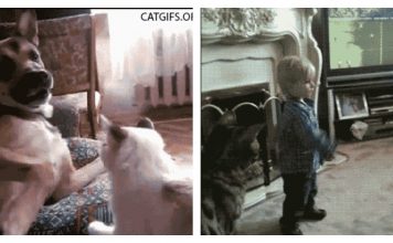 14 Cats That Prove They Are Born To Be Instigators