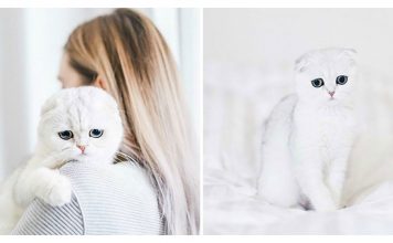 Meet Maisey, The Cat Who Is Constantly Embarrassed