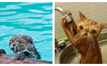 These Cats Are Busting The Stereotype That Cats Hate H2O
