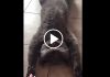 Cat Hilariously Lays On Back For A Massage