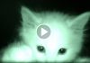 Man Is Confused Why His Cats Sleep All Day, He Sets Up Camera At Night And Watches This Footage