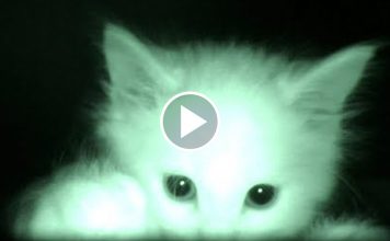 Man Is Confused Why His Cats Sleep All Day, He Sets Up Camera At Night And Watches This Footage