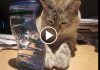 Kitty Is Completely Mesmerized By A Bubble Timer