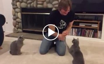 Talented Cats Show Off Array Of Tricks
