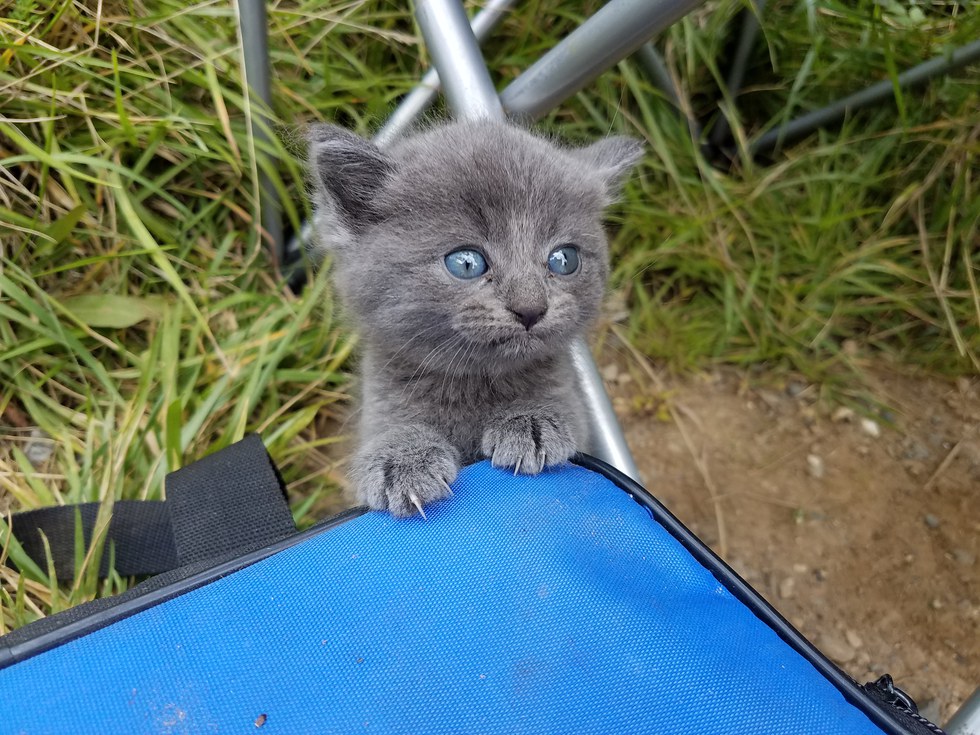 Kitten-Finds-Man-Meowing-1