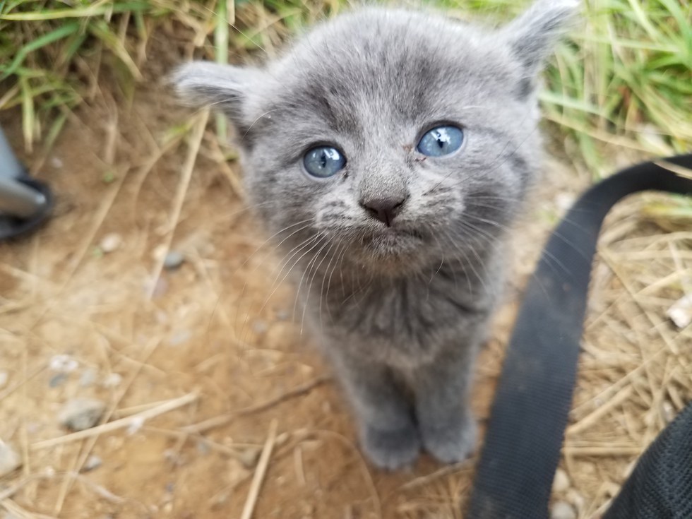 Kitten-Finds-Man-Meowing-2