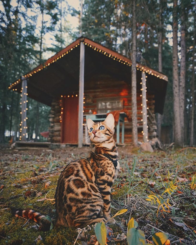 adventures-suki-the-cat-canada-10