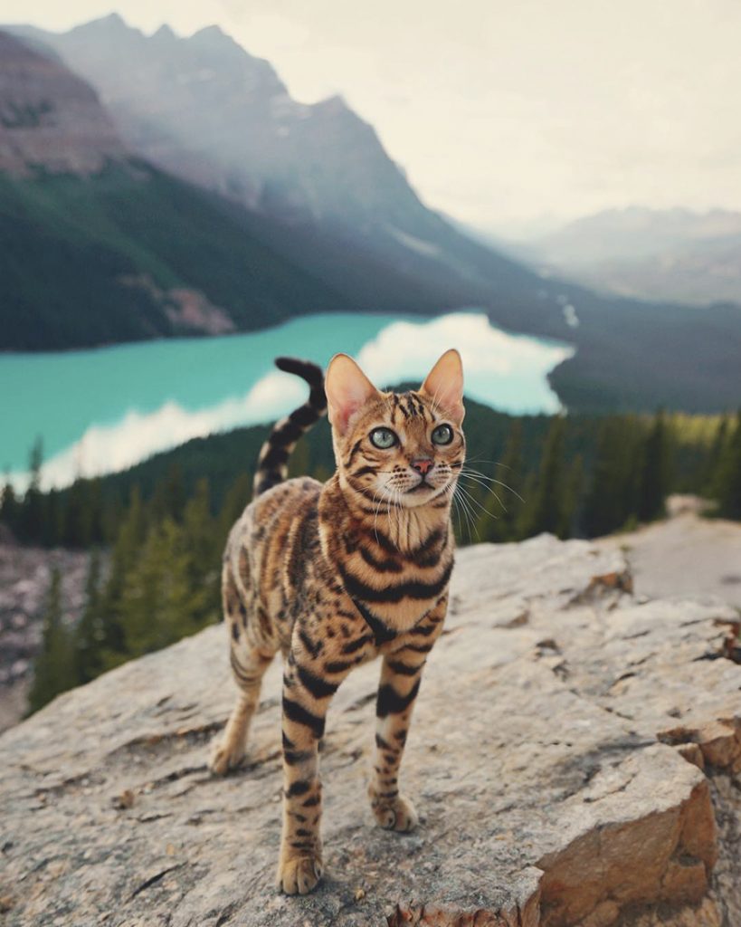 adventures-suki-the-cat-canada-12