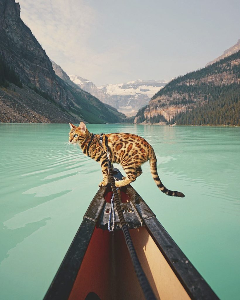 adventures-suki-the-cat-canada-4