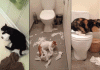 15 Of The Weirdest Things Cat Owners Have Come Home To