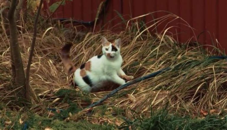 cat-interrupts-tv-2