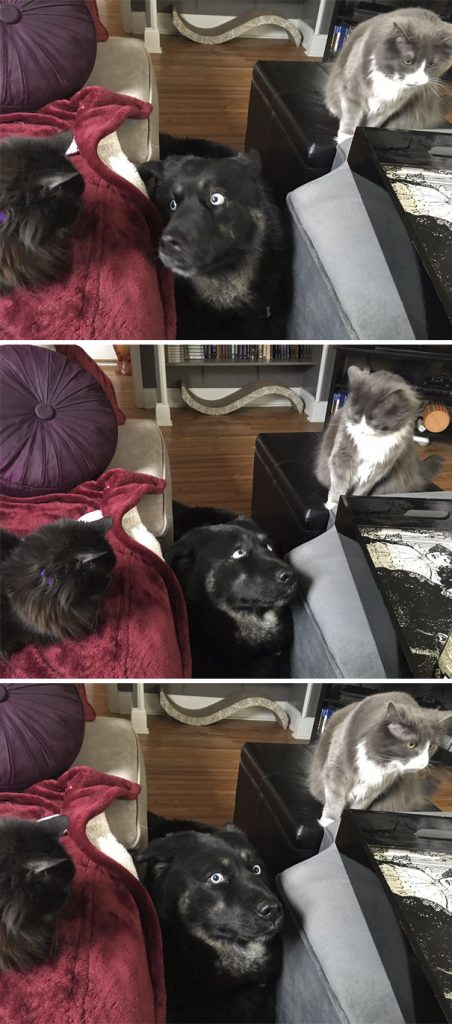 cats-dogs-not-getting-along-hate-living-together-1