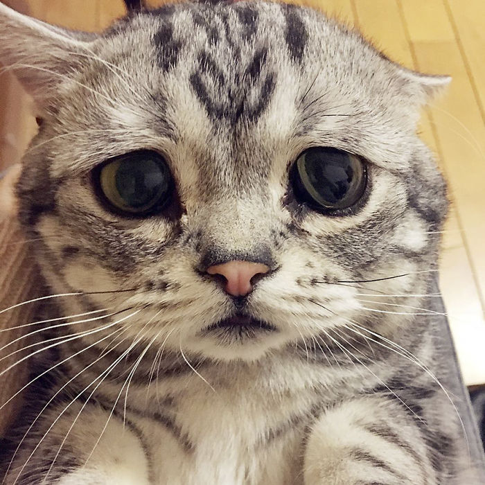 saddest-cat-luhu-maggie-1