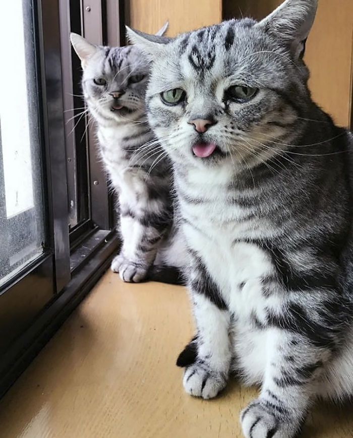 saddest-cat-luhu-maggie-10