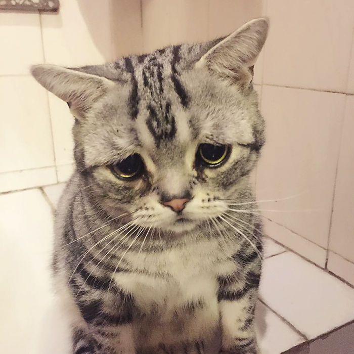 saddest-cat-luhu-maggie-12