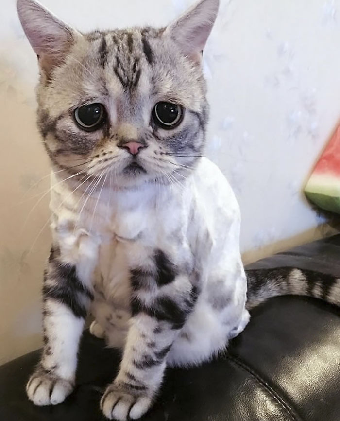 saddest-cat-luhu-maggie-13