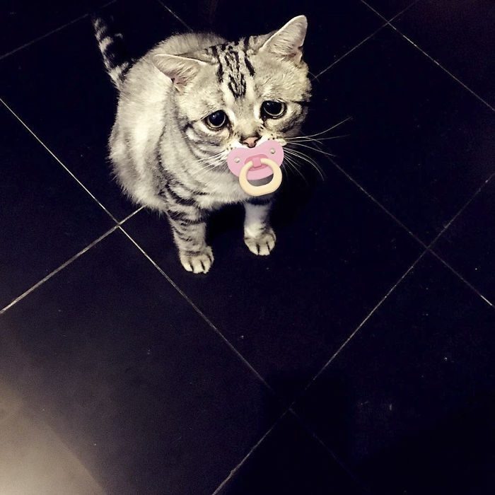 saddest-cat-luhu-maggie-14